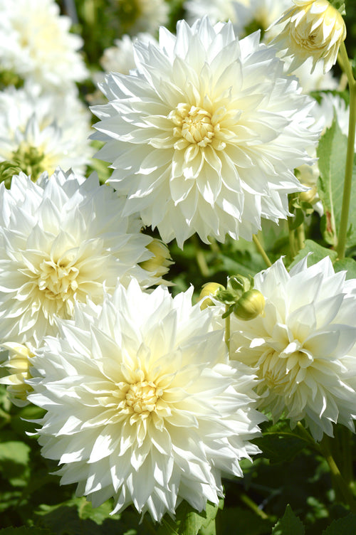 Dahlias Fleurel Tubers