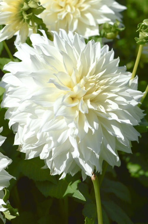 White Dinnerplate Dahlia Fleurel Tubers