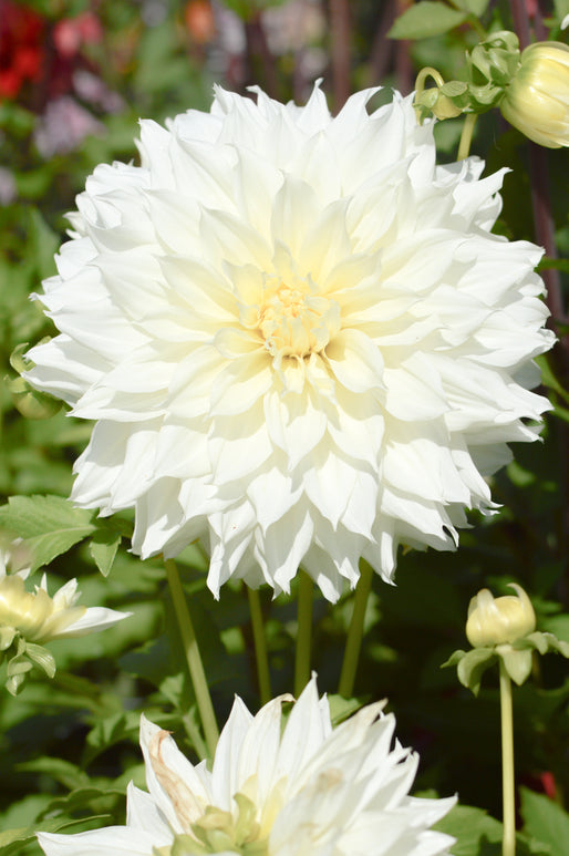 Dahlia Fleurel Tubers