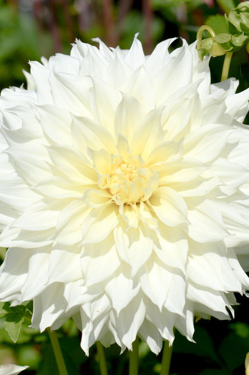 Dahlia Bulbs Fleurel Tubers