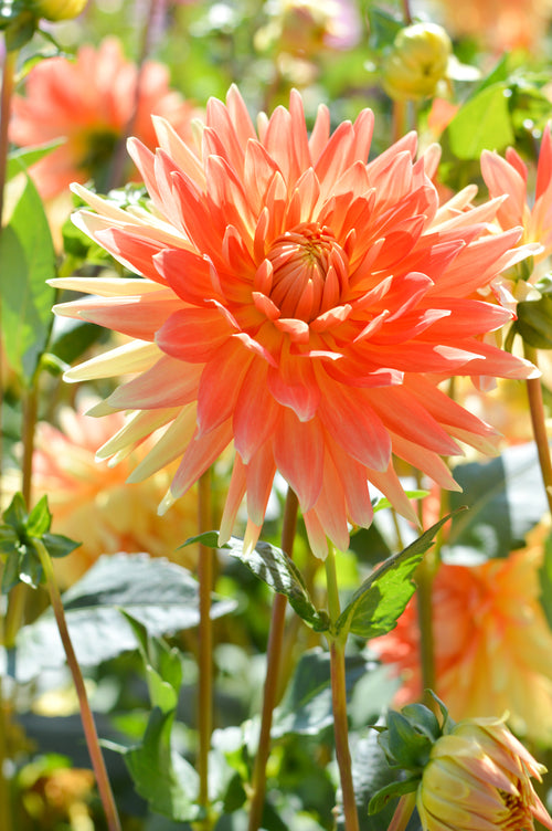 Dahlia Gold Crown Tubers
