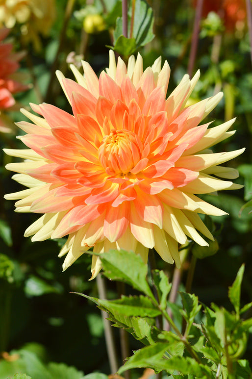 Cactus Dahlia Gold Crown Tubers