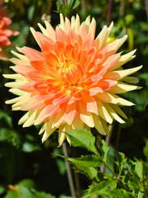 Dahlia Gold Crown