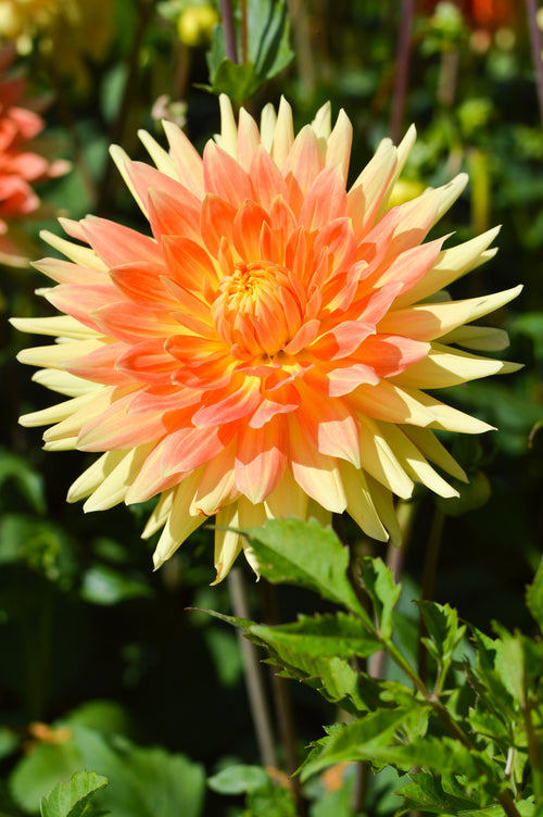 Dahlia Gold Crown Tubers