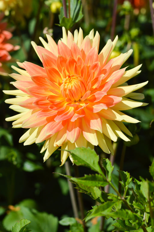 Dahlia Gold Crown Tubers