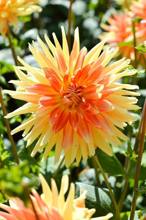 Cactus Dahlia Gold Crown 