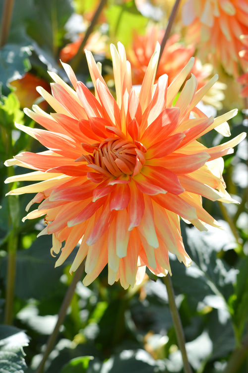 Dahlia Gold Crown Tubers