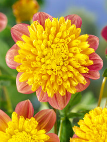 Dahlia Honey