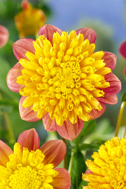 Dahlia Honey Tubers