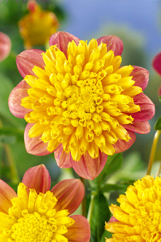 Dahlia Honey Tubers
