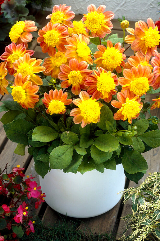 Buy Dahlia Honey Tubers