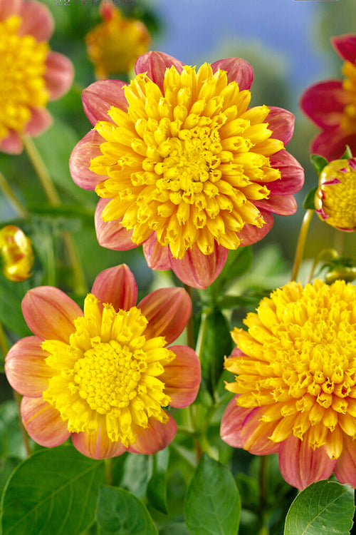 Dahlia Honey