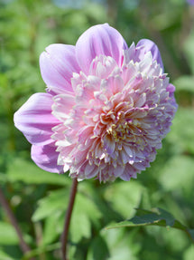 Dahlia Lifestyle
