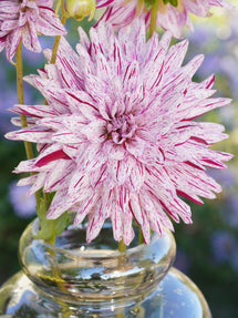 Dahlia Mick’s Peppermint