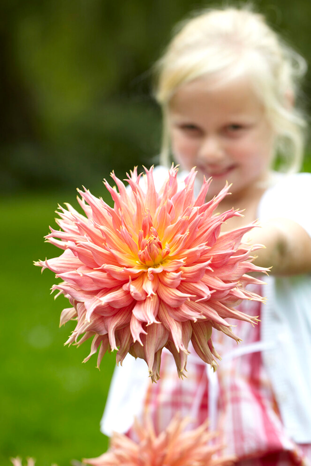 Dahlia Omega Dahlia Tubers DutchGrown™