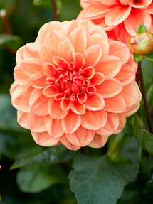 Dahlia Orange Nugget