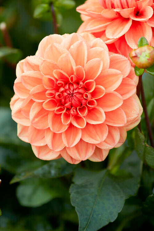 Orange Nugget Dahlia