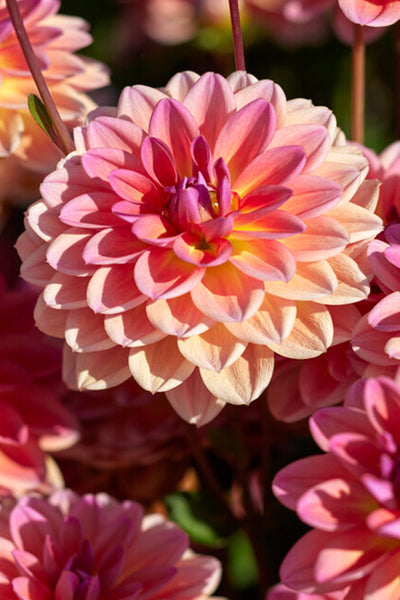 最前線の Dahlia Pacific View | Dahlia Tubers | DutchGrown™ タオル・ハンカチ