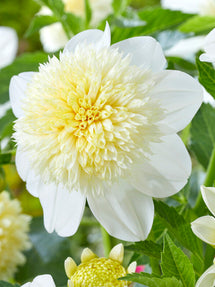Dahlia Platinum Blonde