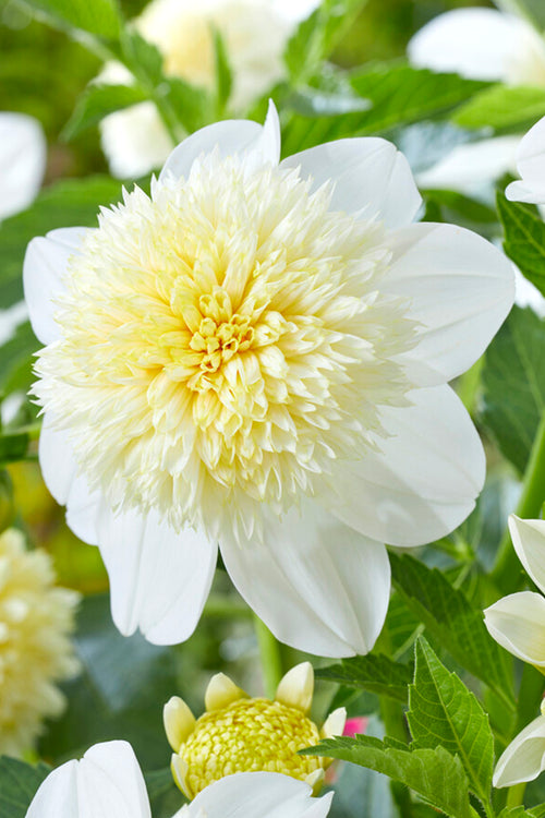 Dahlias Platinum Blonde