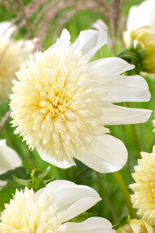 Dahlia Tubers Platinum Blonde