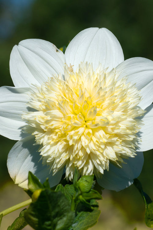 Dahlia Bulbs and Tubers Dahlias Platinum Blonde