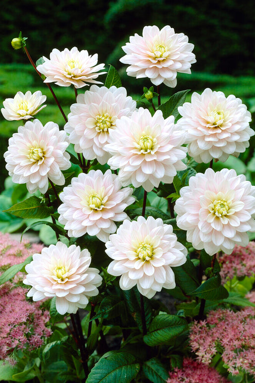 White/Pink Dahlia - Buy Dahlia Silver Years