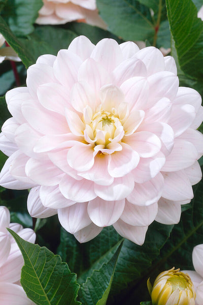 スワロフスキー　ダリア　dahlia 楽天市場】スワロフスキー ダリア 花 5129463 Swarovski Dahlia ギフト