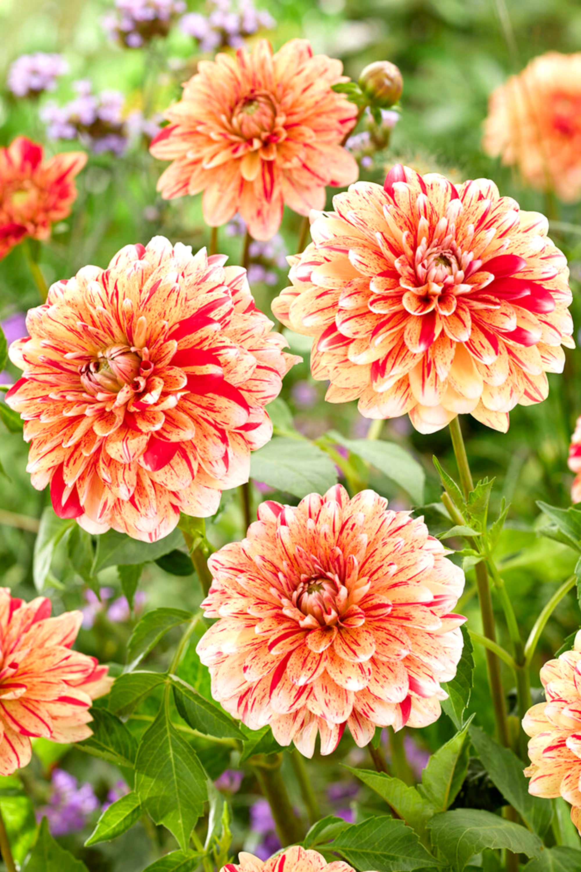 Dahlia Striped Nagano Dahlia Tubers DutchGrown dahlia-striped-nagano-dahlia-tubers-dutchgrown