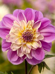 Dahlia Take Off