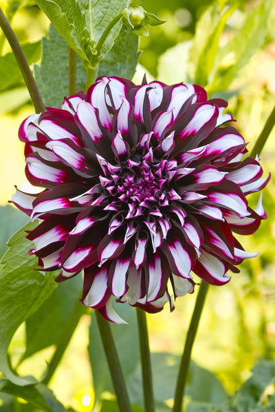 Dahlia Tartan | Dahlia Tubers | DutchGrown™