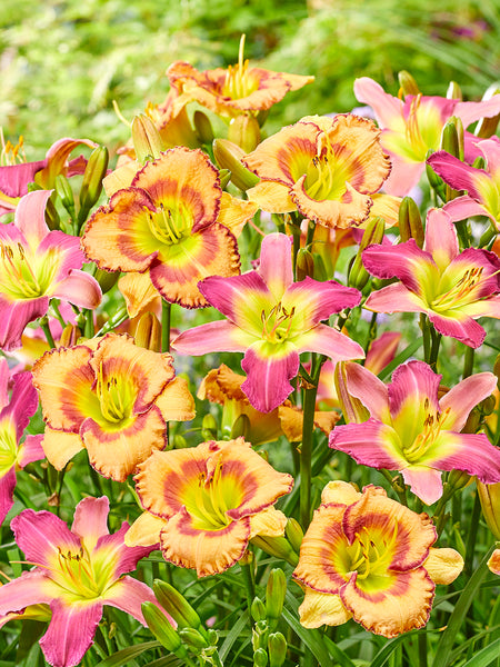 Daylily Fruity Kiss Mix - (Hemerocallis) | DutchGrown™