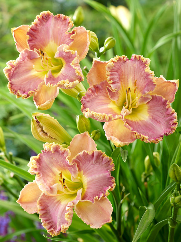 Day Lily Lavender Tutu