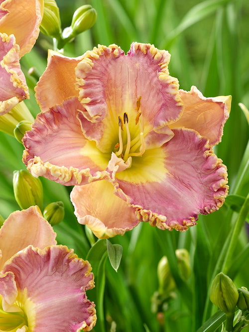 Day Lily Lavender Tutu Roots