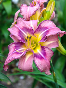 Daylily Mildred Mitchell