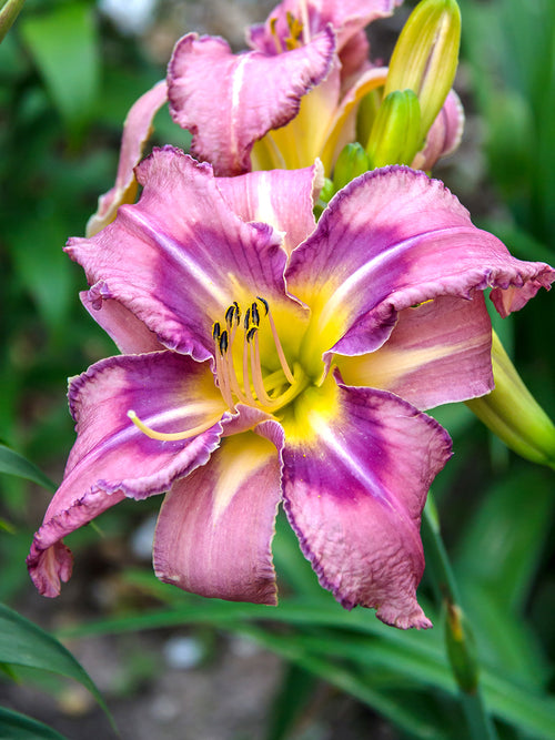 Day Lily Mildred Mitchell Roots