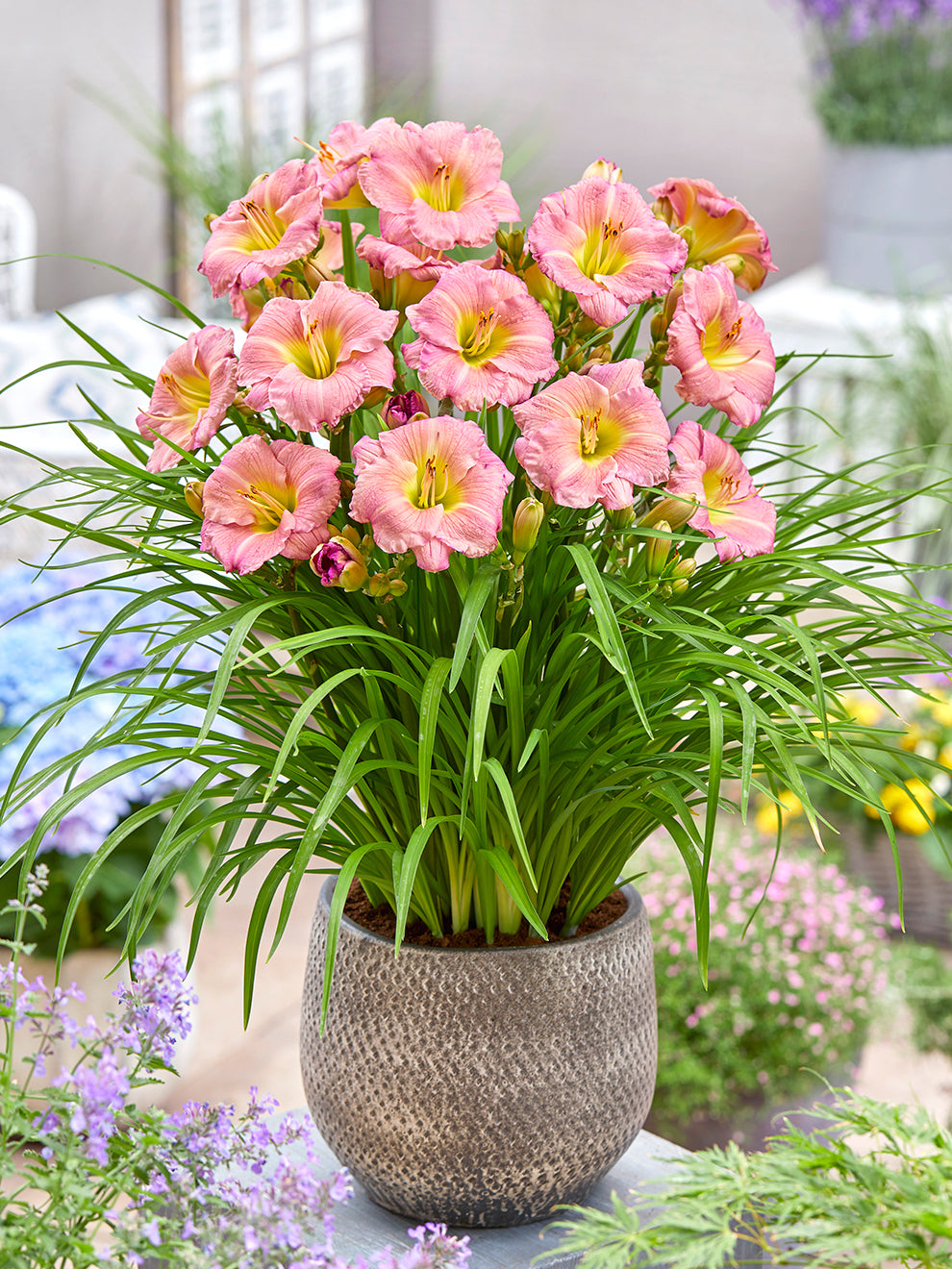 planting daylilies in pots Daylily Soft Secrets - (Hemerocallis)