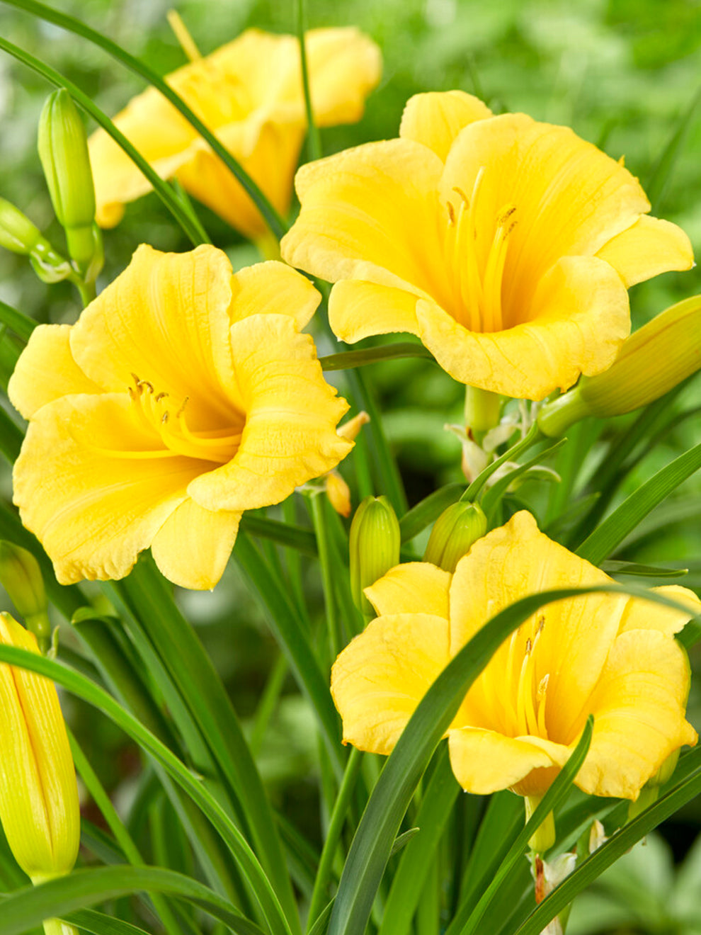 Yellow daylily top