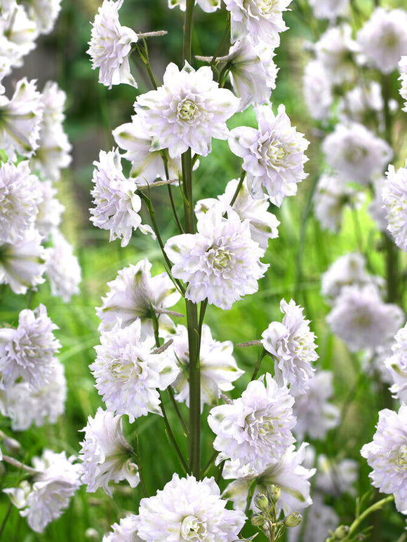 Delphinium Highlander Cha Cha