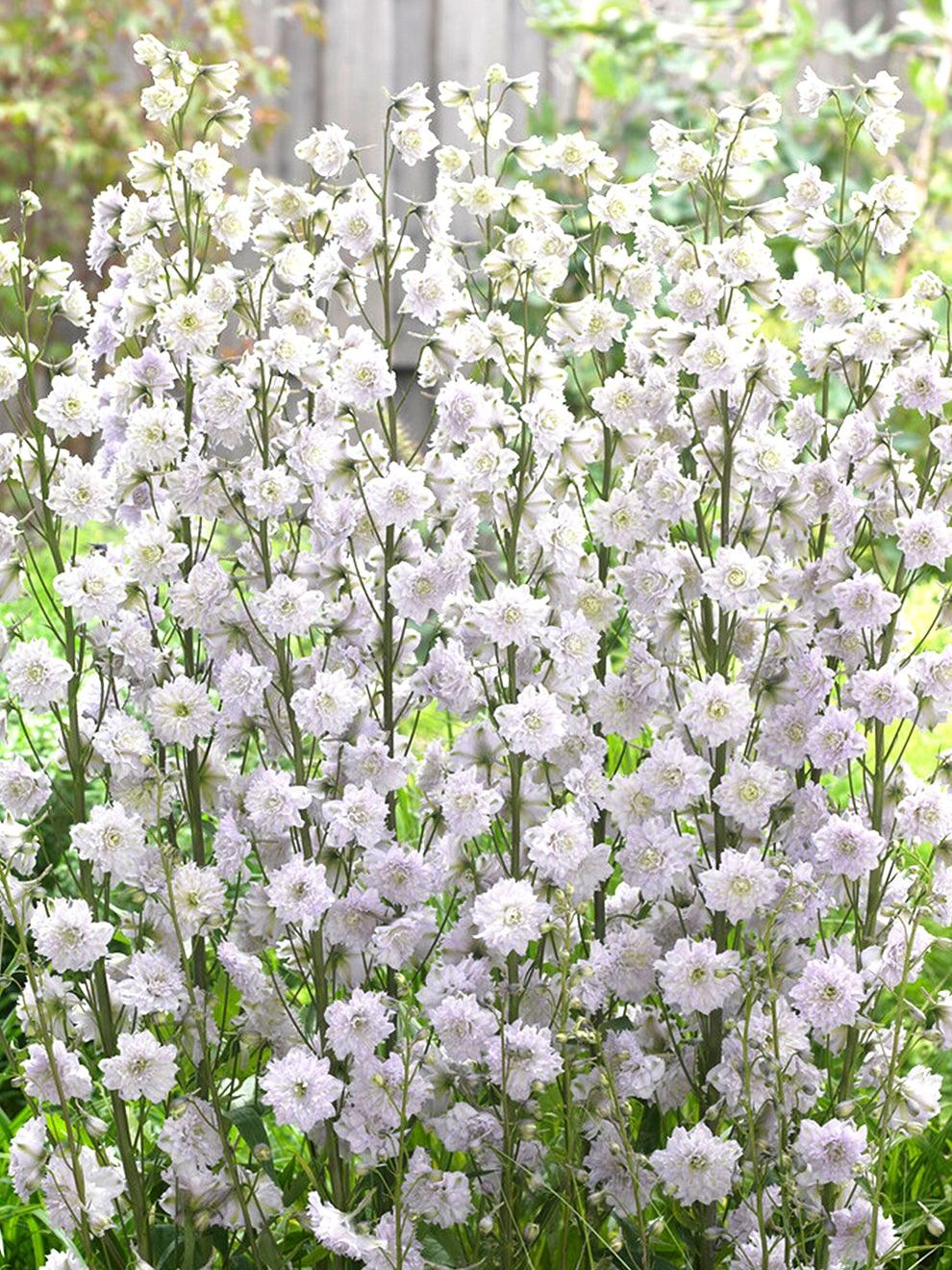 Gypsophila FESTIVAL STAR - Buy Babys Breath Perennials Online