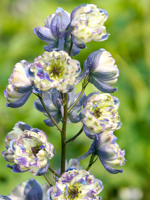 Delphinium La Boheme