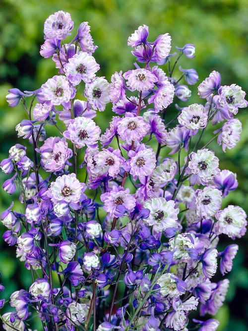 Delphinium La Boheme