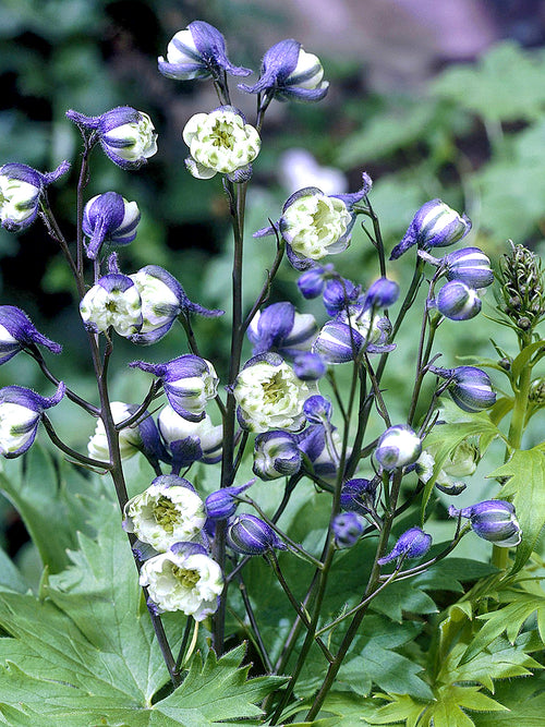 Bare Root larkspur La Boheme