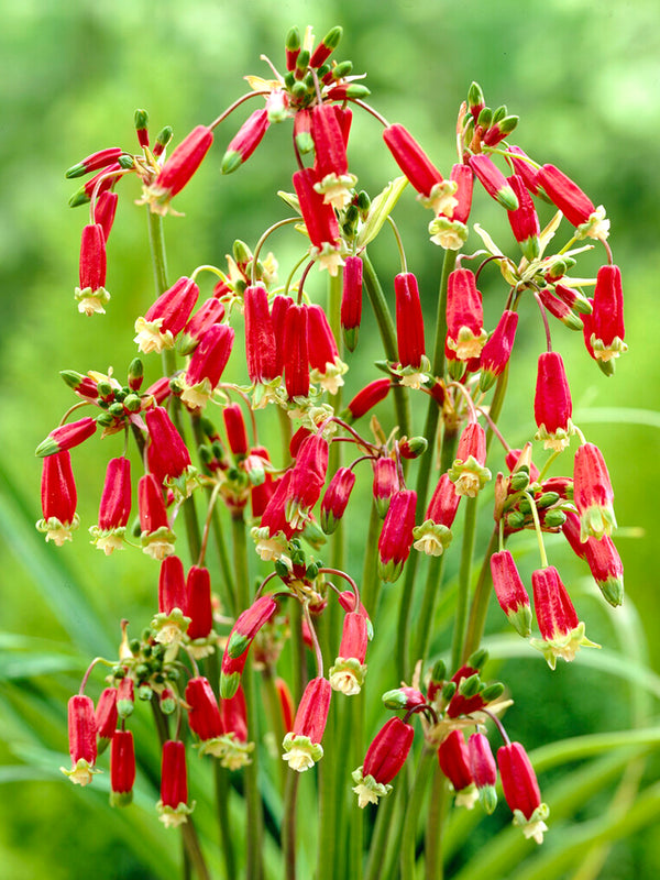 Dichelostemma Ida-Maia (Firecracker Flower) Red Empire