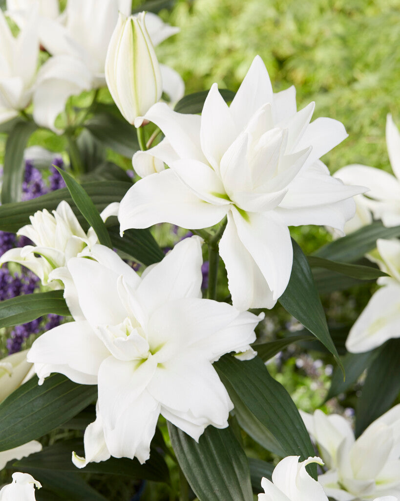 double white lily Roselily Angela