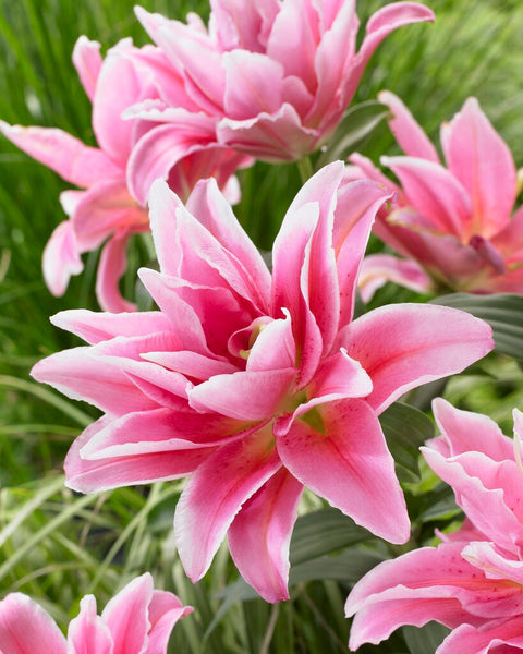 lilies cecilia flower Roselily Celina, Double Lily Celina