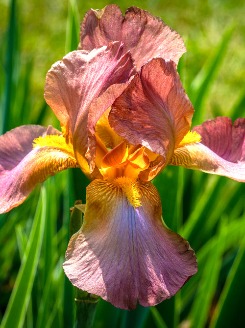 Dutch Iris Autumn Princess Flower Bulbs Brown