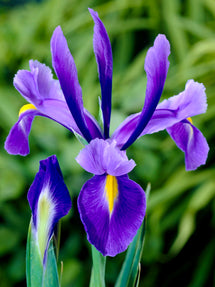 Dutch Iris Blue Star