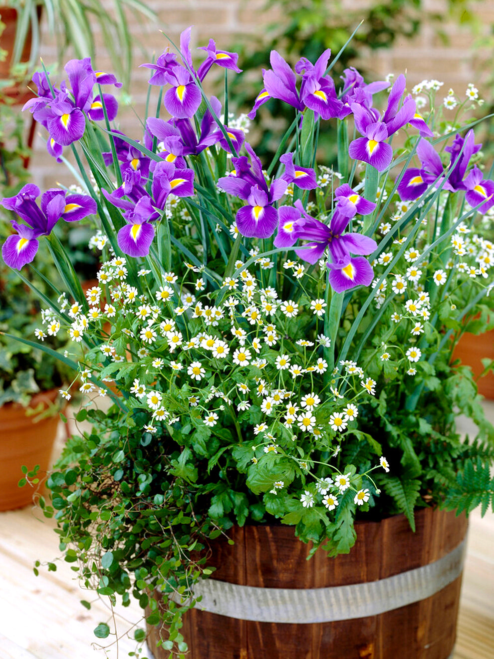 potted iris plant Dutch Iris Blue Star Bulbs, Blue - 25 Bulbs