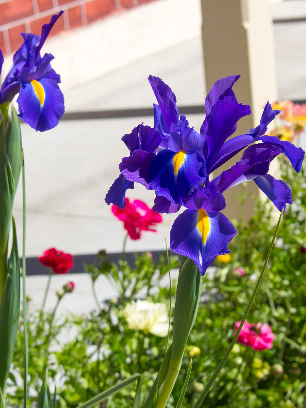 Dutch Iris Blue Star, Shop Top Quality Flower Bulbs